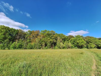 Photographie des Bois de Semis